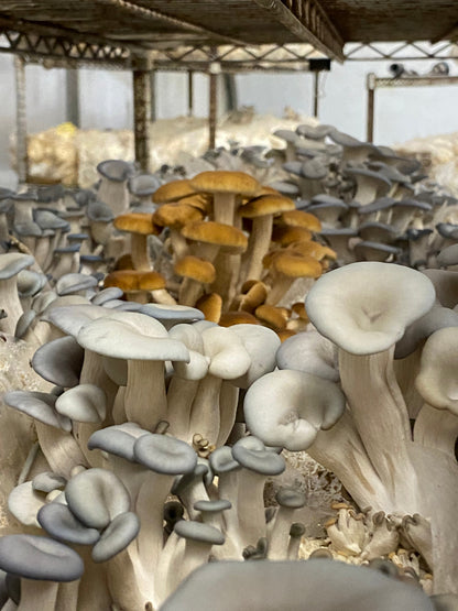Pioppino Mushroom Grow Kit