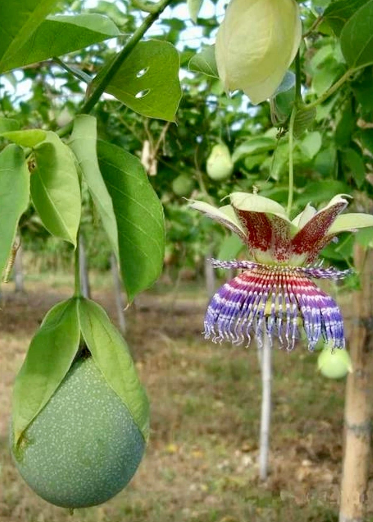 Passiflora maliformis Climbing Vine with Edible Fruit, Tropical Passionflower, Sweet Calabash, Conch Apple