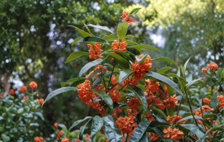 Apricot Echo Sweet Olive Plant | Osmanthus fragrans | Fragrant Evergreen Shrub | Rooted Starter for Garden & Container