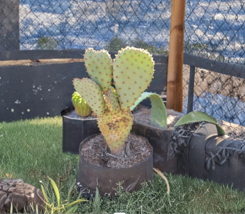 Opuntia basilaris Beavertail Cactus Pad – 1 Live Unrooted Cutting for Desert Garden & Container Growing