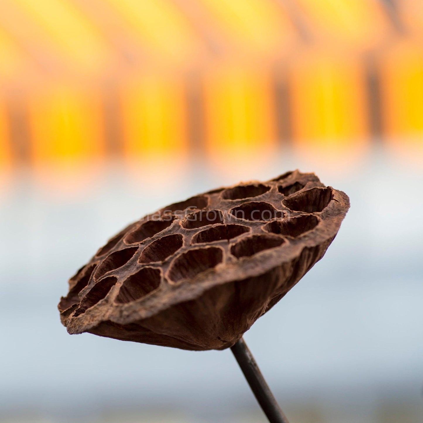 Dried Lotus Pods 3 Pack