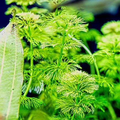 Bunch Hornwort