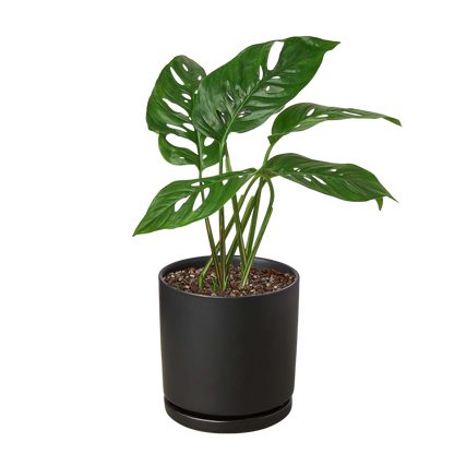 Monstera Adansonii 'Swiss Cheese' - 6" Pot - NURSERY POT ONLY