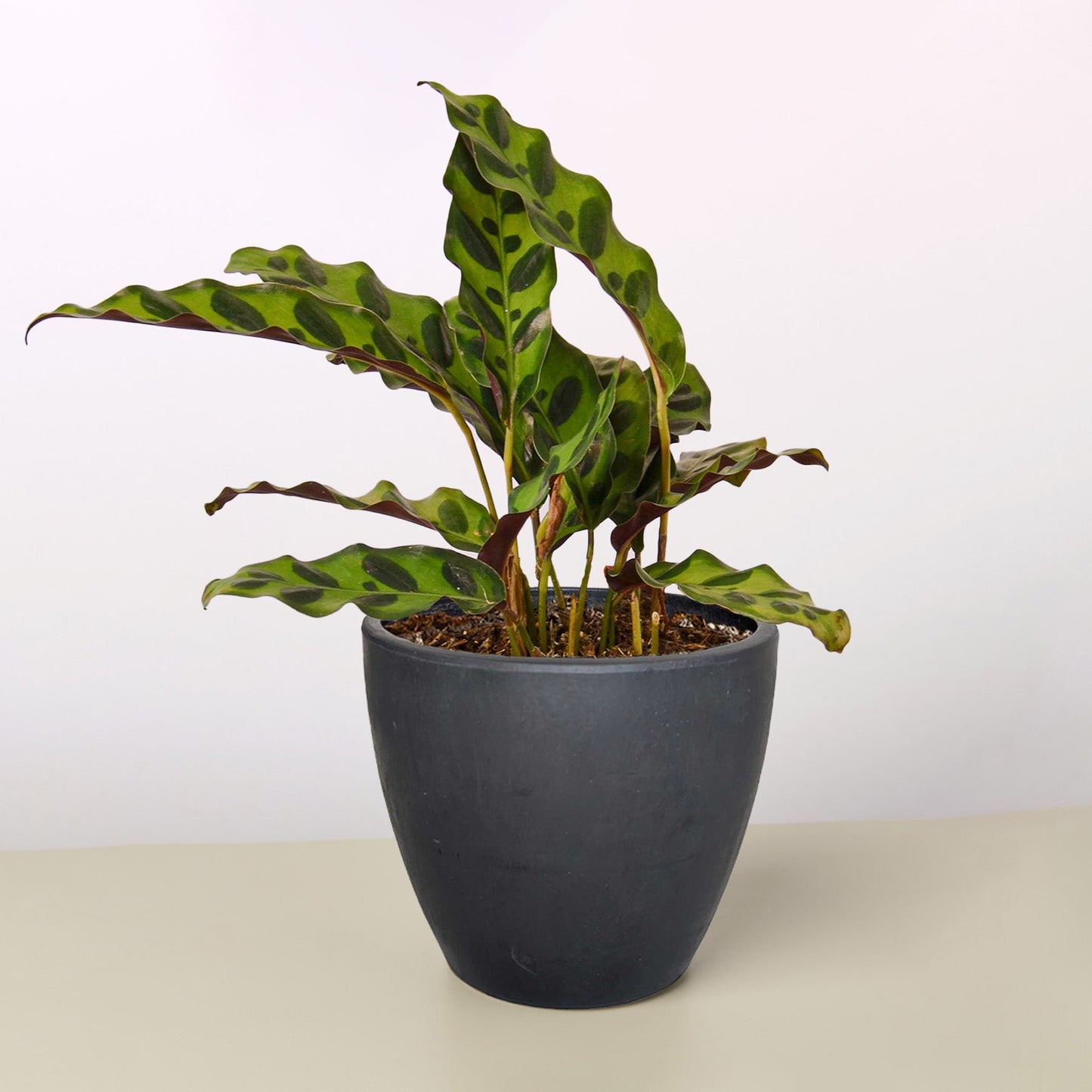 Calathea Rattlesnake – Wild-Patterned Prayer Plant
