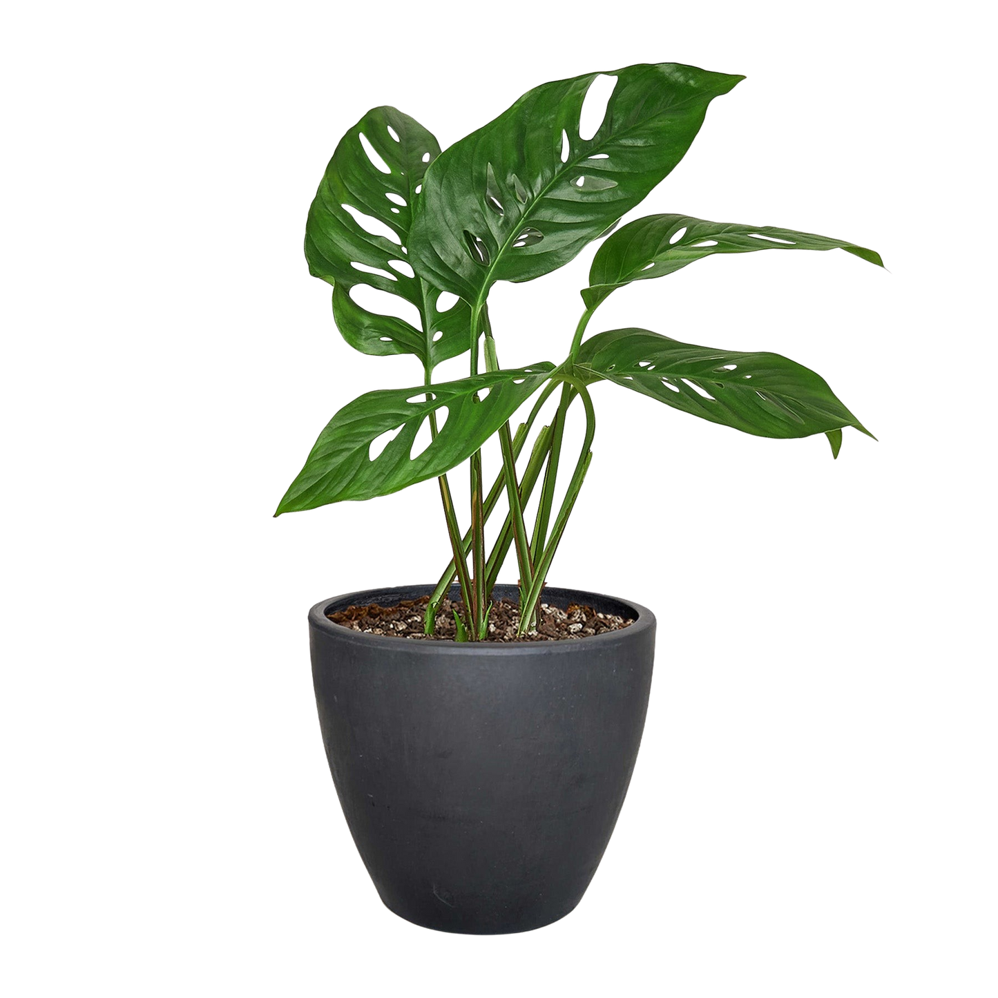 Monstera Adansonii 'Swiss Cheese' - 6" Pot - NURSERY POT ONLY