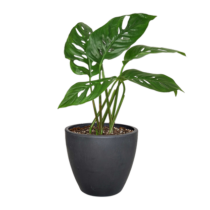 Monstera Adansonii 'Swiss Cheese' - 6" Pot - NURSERY POT ONLY