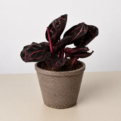 Calathea 'Dottie' - 4" Pot - NURSERY POT ONLY