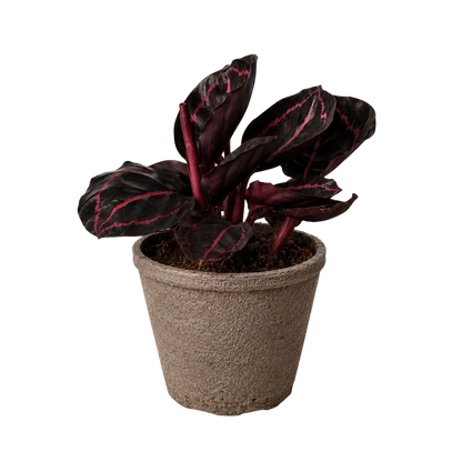 Calathea 'Dottie'