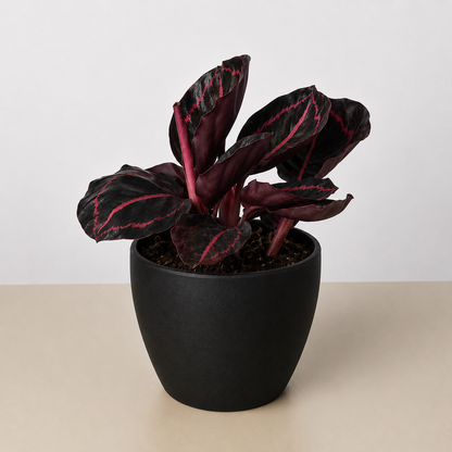 Calathea 'Dottie' - 4" Pot - NURSERY POT ONLY