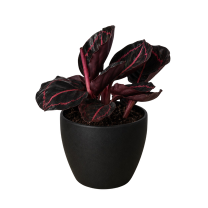 Calathea 'Dottie'