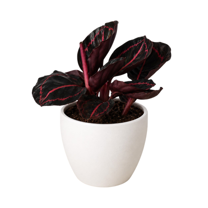 Calathea 'Dottie' - 4" Pot - NURSERY POT ONLY