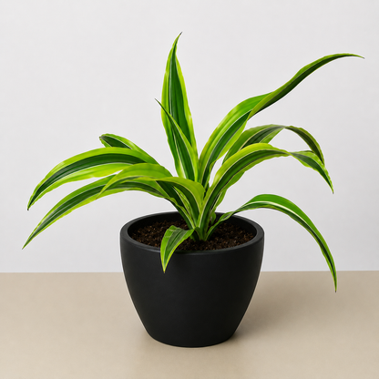 Dracaena 'Lemon Lime'