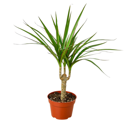 Dracaena 'Marginata Cane'