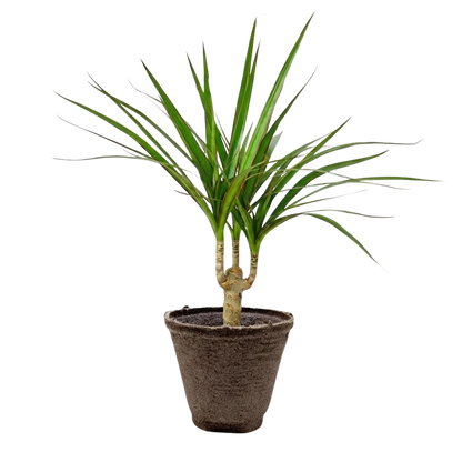Dracaena 'Marginata Cane'