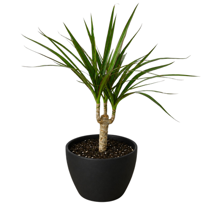 Dracaena 'Marginata Cane'