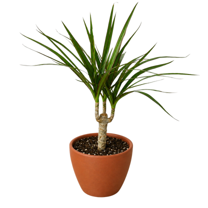 Dracaena 'Marginata Cane'
