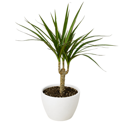 Dracaena 'Marginata Cane'