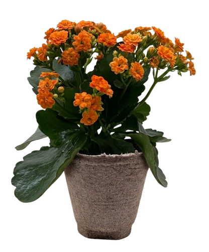 Kalanchoe 'Blossfeldiana'