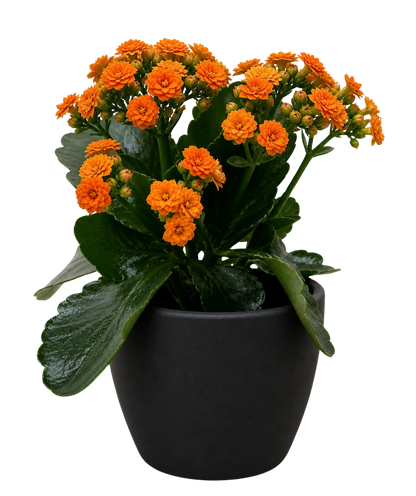 Kalanchoe 'Blossfeldiana'