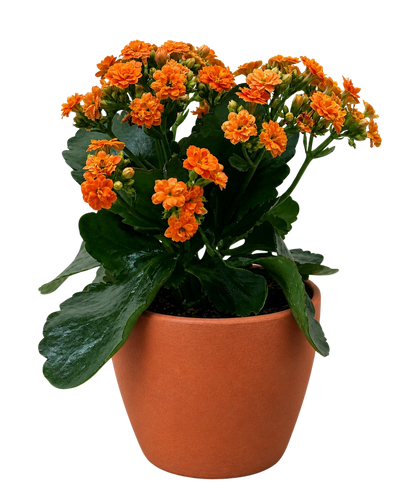 Kalanchoe 'Blossfeldiana'