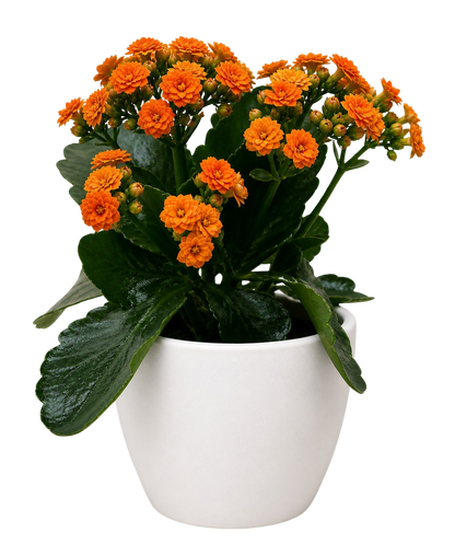 Kalanchoe 'Blossfeldiana'