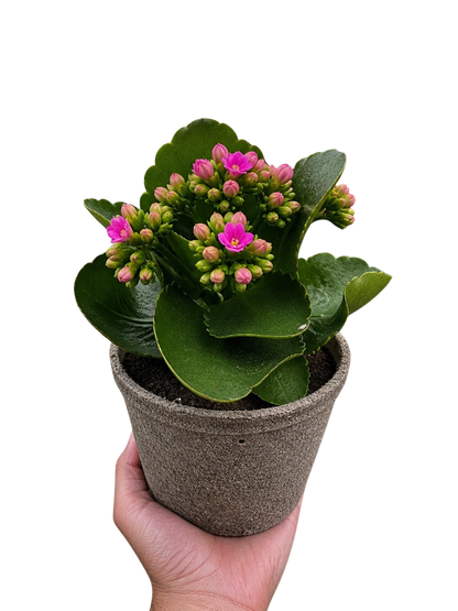 Kalanchoe 'Blossfeldiana'