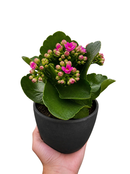 Kalanchoe 'Blossfeldiana'