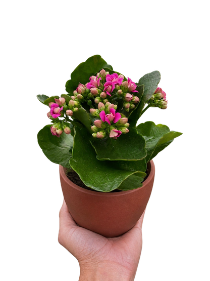 Kalanchoe 'Blossfeldiana'
