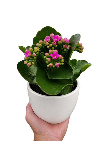 Kalanchoe 'Blossfeldiana'