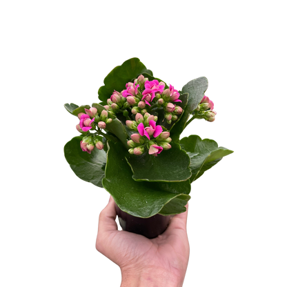 Kalanchoe 'Blossfeldiana'