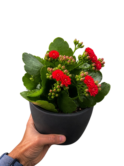 Kalanchoe 'Blossfeldiana'
