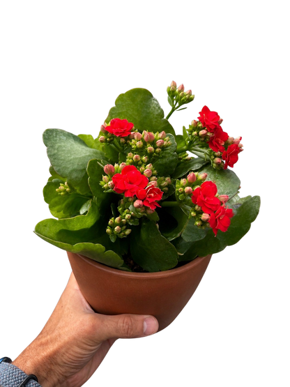Kalanchoe 'Blossfeldiana'