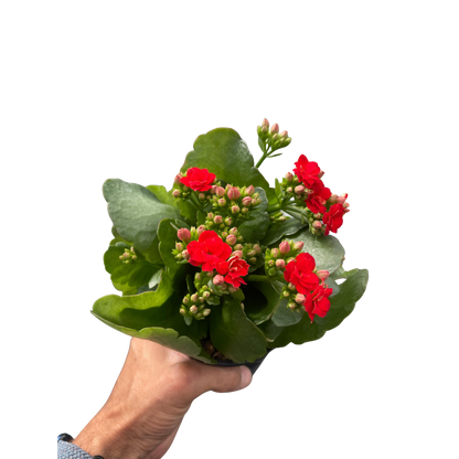 Kalanchoe 'Blossfeldiana'