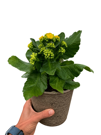 Kalanchoe 'Blossfeldiana'