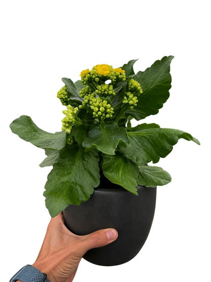 Kalanchoe 'Blossfeldiana'