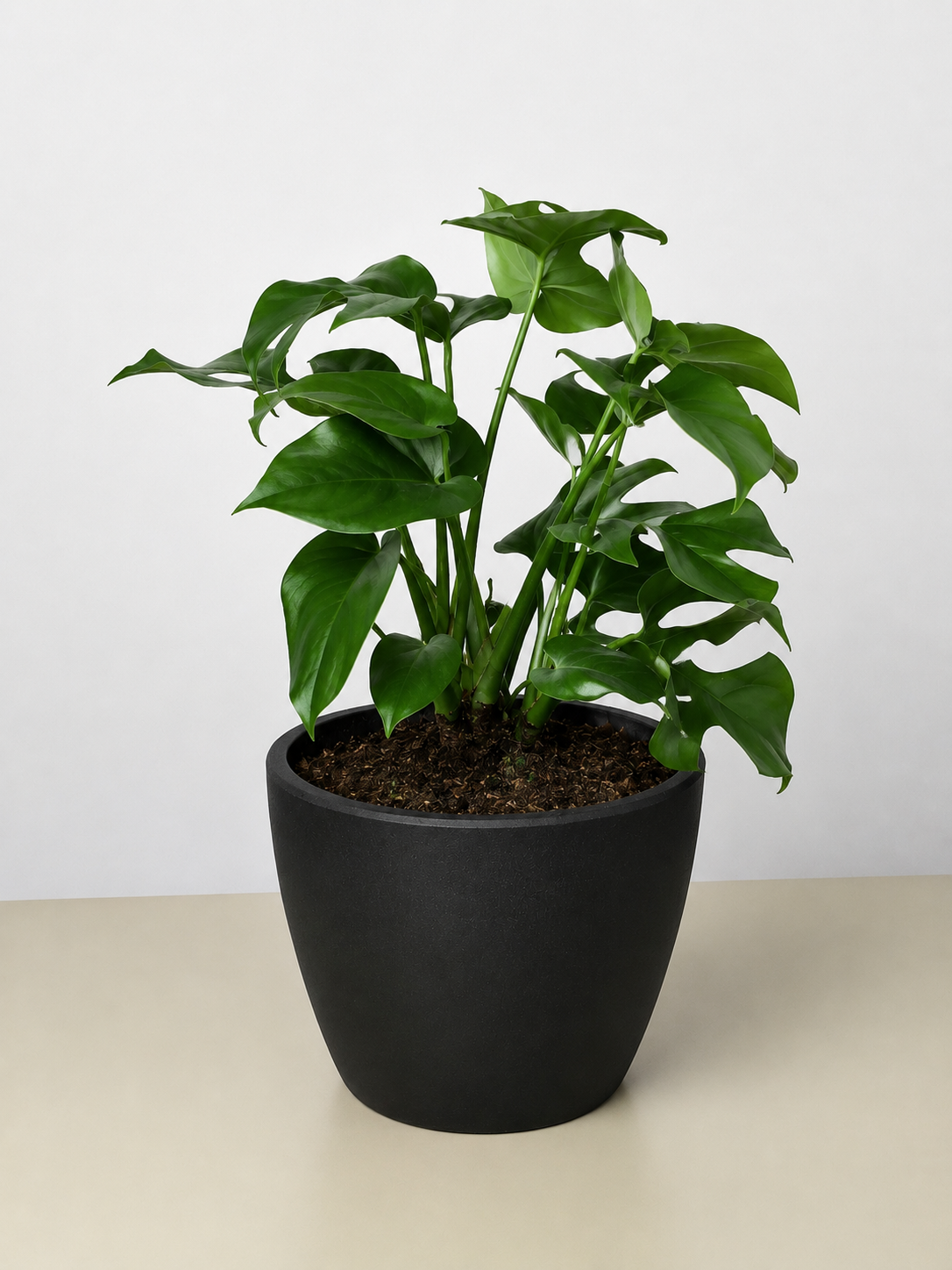Mini Monstera Minima