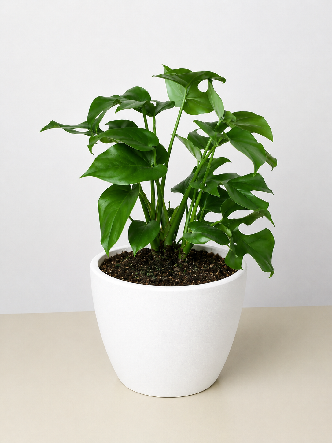 Mini Monstera Minima