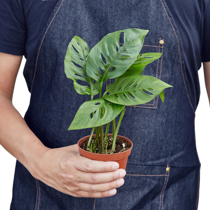 Monstera Adansonii 'Swiss Cheese' - 6" Pot - NURSERY POT ONLY