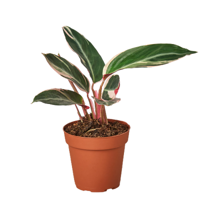 Stromanthe Triostar - 4" Pot - NURSERY POT ONLY