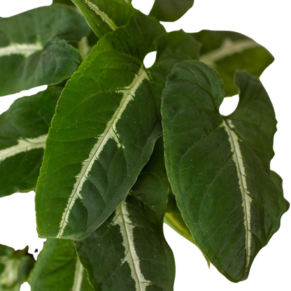 Syngonium wendlandii 'Black Velvet'