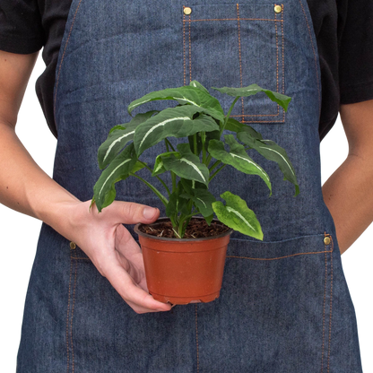 Syngonium wendlandii 'Black Velvet'