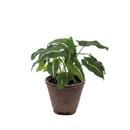 Syngonium wendlandii 'Black Velvet'