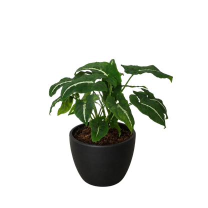 Syngonium wendlandii 'Black Velvet'