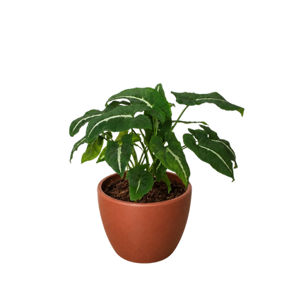 Syngonium wendlandii 'Black Velvet'