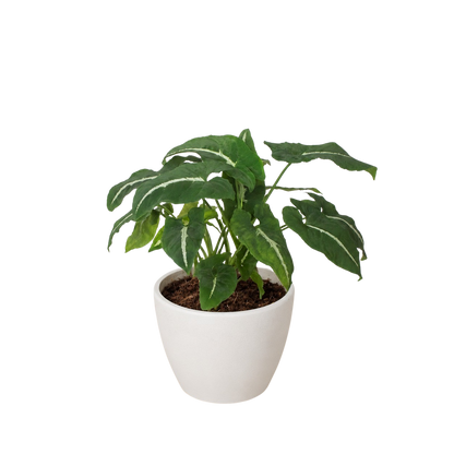 Syngonium wendlandii 'Black Velvet'