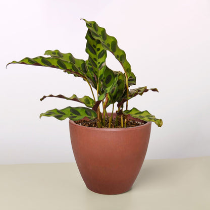 Calathea Rattlesnake – Wild-Patterned Prayer Plant
