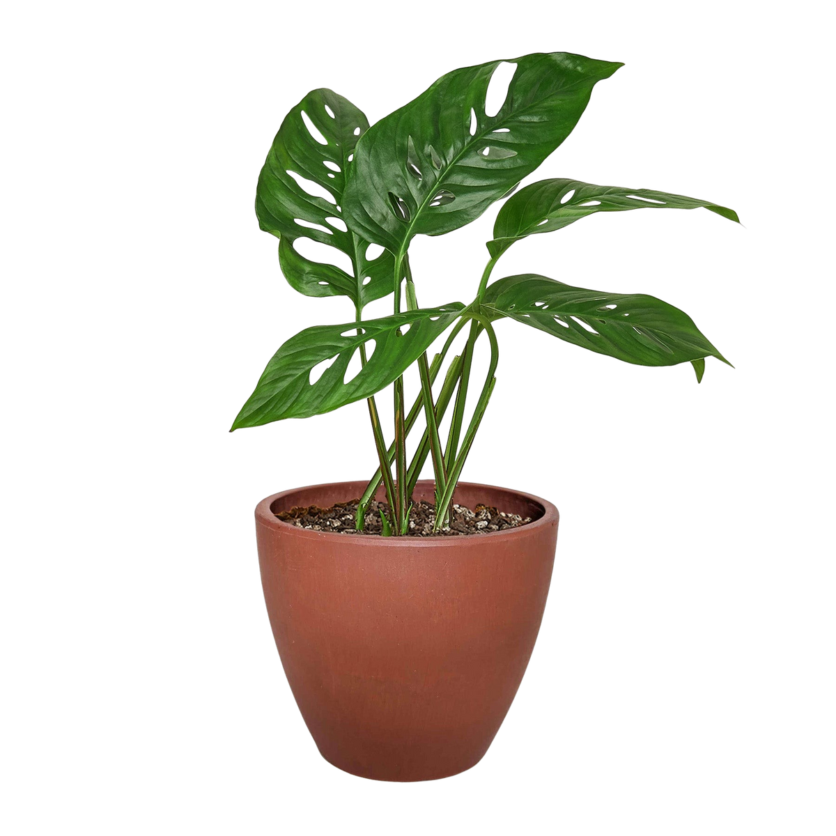 Monstera Adansonii 'Swiss Cheese' - 6" Pot - NURSERY POT ONLY
