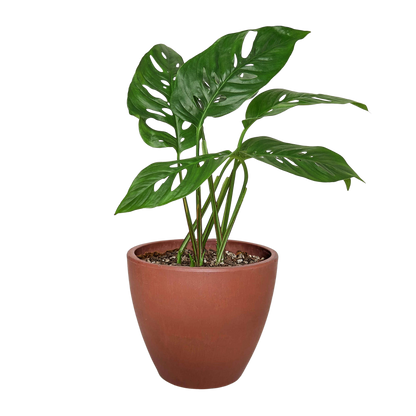 Monstera Adansonii 'Swiss Cheese' - 6" Pot - NURSERY POT ONLY