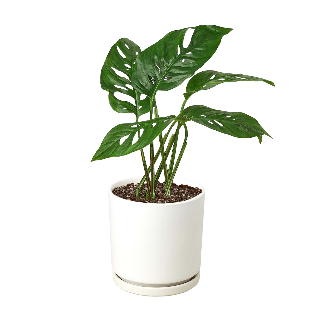 Monstera Adansonii 'Swiss Cheese' - 6" Pot - NURSERY POT ONLY