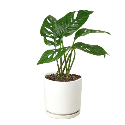 Monstera Adansonii 'Swiss Cheese' - 6" Pot - NURSERY POT ONLY